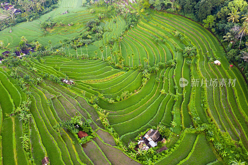 巴厘岛的Jatiluwih Rice土地